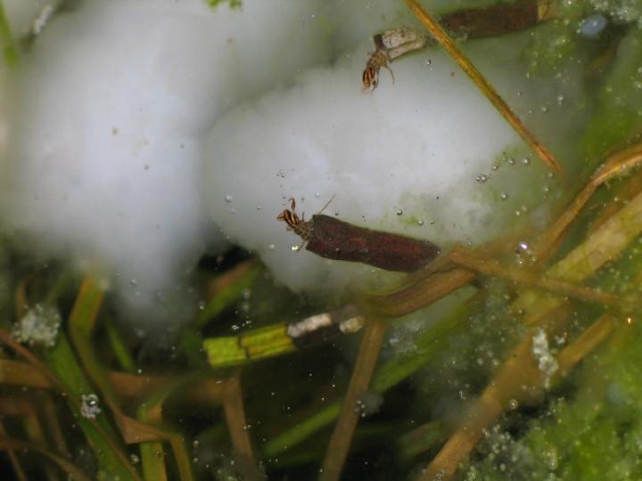 Caddisfly larvae feeding on a spotted salamander egg mass.  Credit: Karl Kleiner